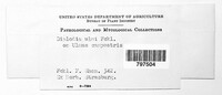 Diplodia ulmi image